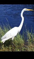 Great Egret