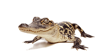 juvenile alligator