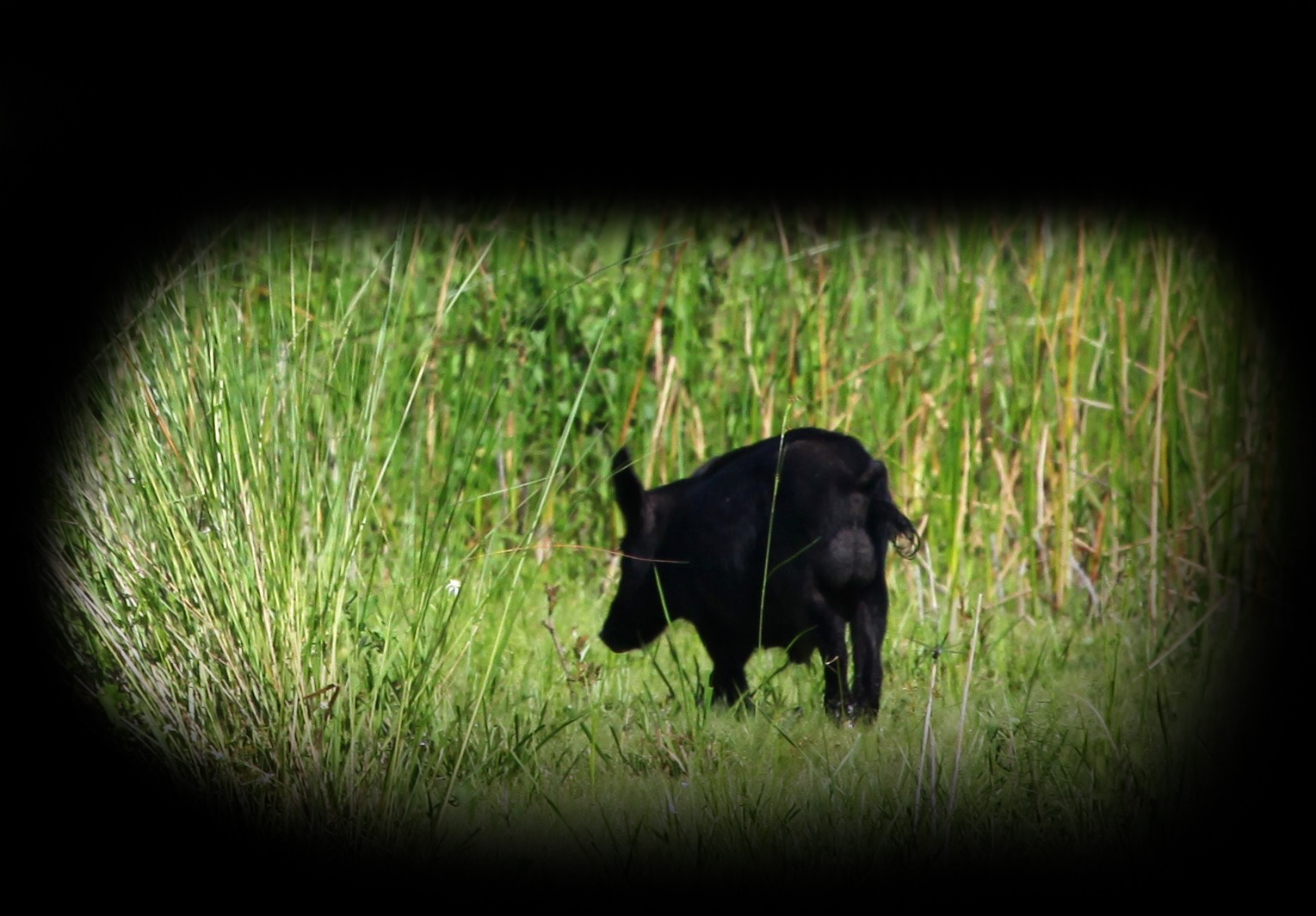 Florida boar hog